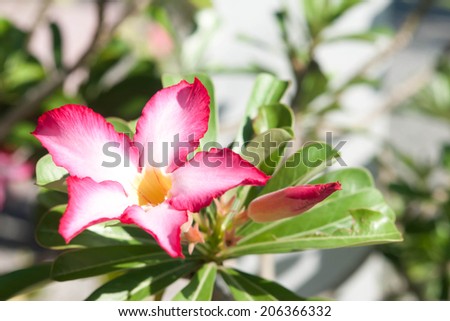 Impala lily flowers blooming on tree