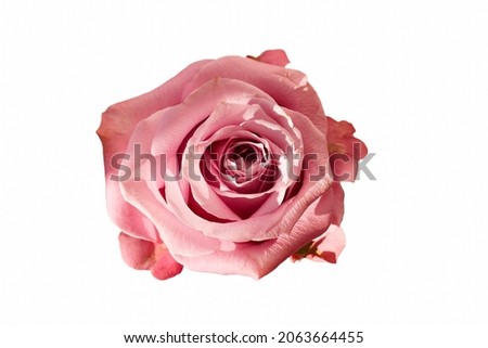beautiful pink rose blossom isolated on white
