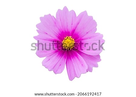 Cosmos flower isolated on white background.　The blank part can be used for the message board.