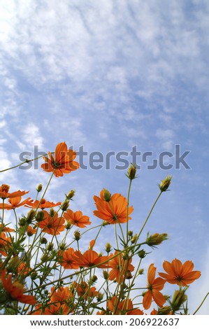 Yellow Cosmos And The Autumn Sky