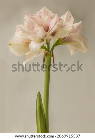Blooming bicolour white and red Hippeastrum (amaryllis)  Double Galaxy Grp 