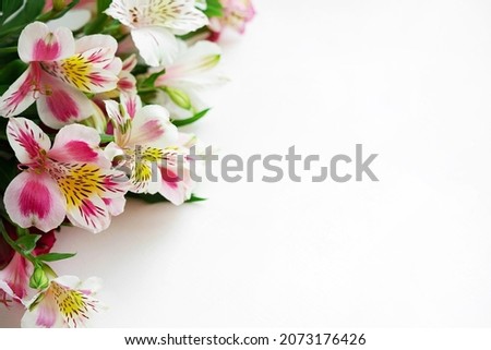 Frame from flowers of alstroemeria on a white background. Floral background with copy space.