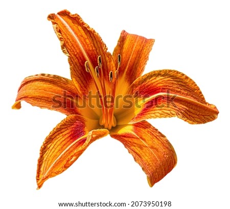 Orange Day Lily flower (Hemerocallis fulva) isolated on white background.