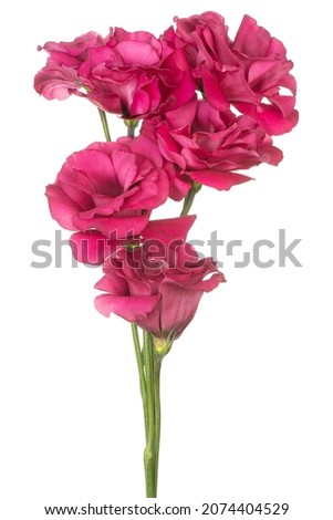 Studio Shot of Red Colored Eustoma Flowers Isolated on White Background. Large Depth of Field (DOF). Macro. Close-up.