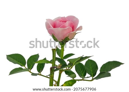 Beautiful single pink rose with leaves isolated on white background