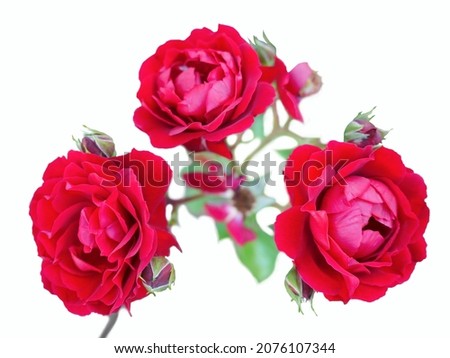 Don Juan, a rose categorized in a group of climbing plants, has big red petals piled onto one another making its flower very big. It can grow both in isolation or as a group.