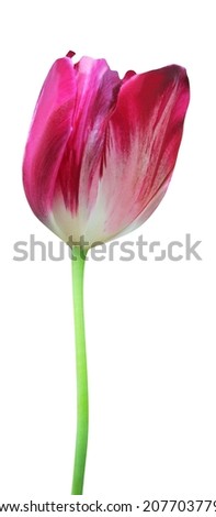 Beautiful red purple tulip flower isolated on white background. Natural floral background. Floral design element
