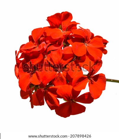 Blossoming red geranium isolated on a white background