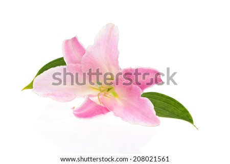 Pink Lily Isolated on White Background.