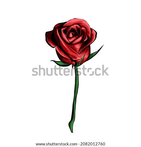 Red Rose vector illustration on white background