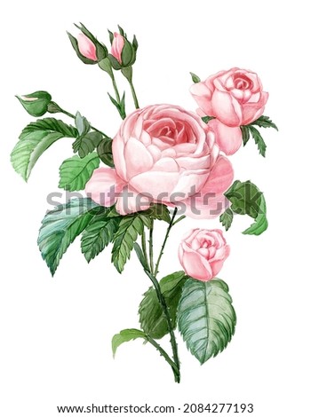 Rose branch watercolor. 
Green leaves and pink petals.