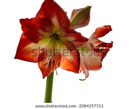 isolated on white background beautiful red orange flower