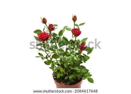 Red roses in a pot isolated on a white background. 