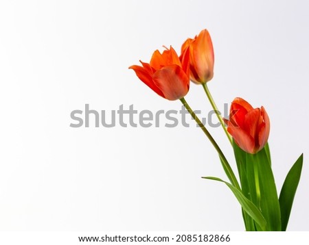 Close-up of red tulips in front of a white background (copy-space)