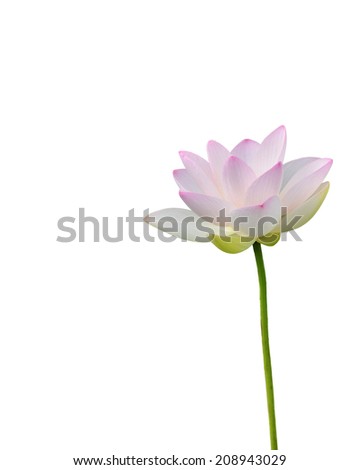 Beautiful summer flower/The Lotus