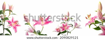 Close-up of flowers branches of blooming pink lilies in different angles in soft light on a white background. Lily variety - Pink Brilliant