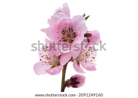 sakura flowers isolated on white background 