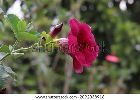 beautiful native brazilian flowers, rose and others flowers ,you can use it in your various projects