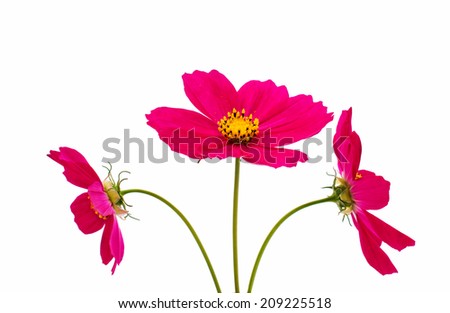 Cosmos Flowers Isolated on White Background