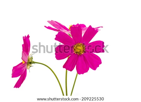 Cosmos Flowers Isolated on White Background