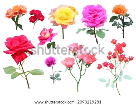 Beautiful pink, red, orange and yellow rose flowers set isolated on white background. Natural floral background. Floral design element
