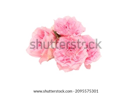 bouquet of roses in a white background