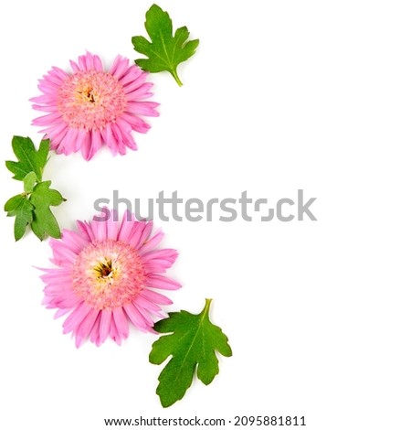 Chrysanthemum flowers isolated on white background. Pattern for postcards. Free space for text.