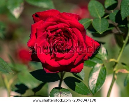 A closeup shot of a red rose blooming in the garden in Yokohama, Japan