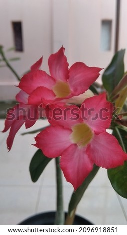 Three pink adenium (desert desert rose) flowers. 