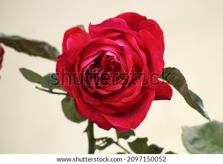 A selective focus shot of a red rose in the garden