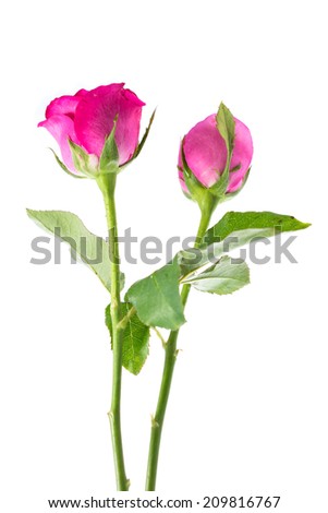 two  red roses isolated on white background