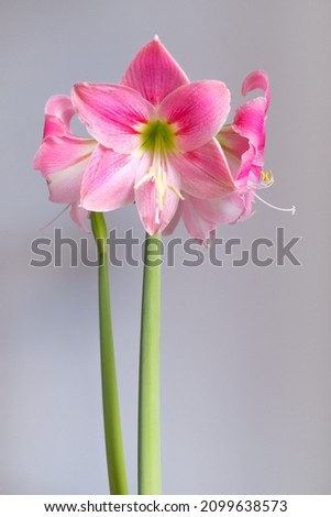 Pink amaryllis flower on a gray background, vertical photo.