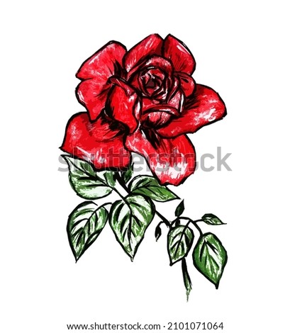 Big beautiful red rose flower on white background