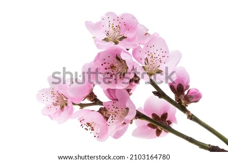 beautiful sakura flowers isolated on white background 