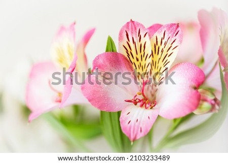 Close up of lily of the Incas. Alstroemeria with light pink flowers.