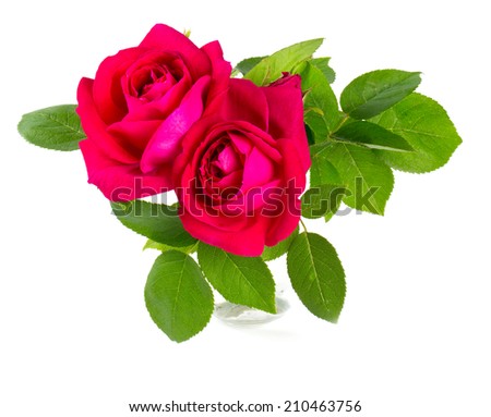 pink garden rose isolated on white background