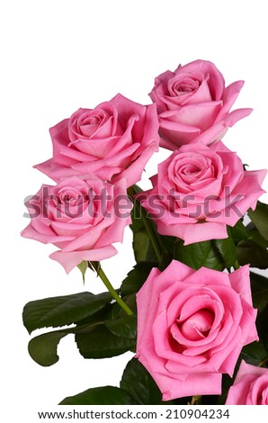 The pink rose on a white background