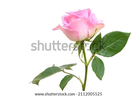 A pink rose flower by gift 