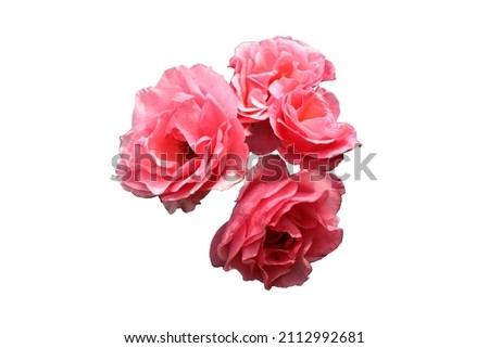 Beautiful flower in the form of a triple rose. Isolated and with white background.