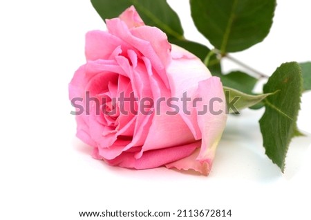 Pink rose isolated lay down on white