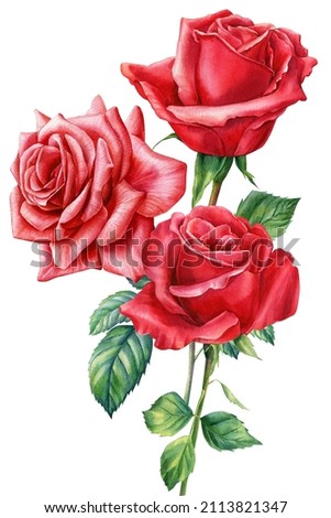 Red rose, flowers on white background, watercolor illustration