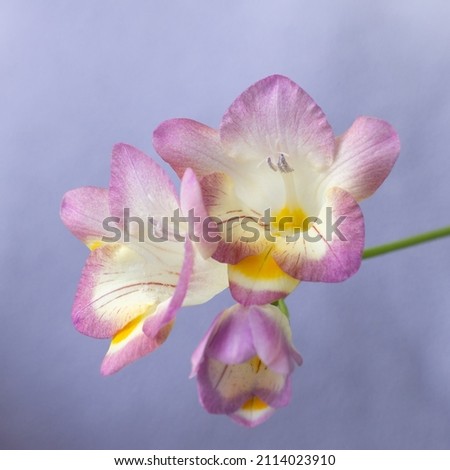 Close up blossom of beautiful pink freesia flower (Iridaceae Ixioideae) on light violet background. Shallow depth of focus. Fresh fashion pastel lilac purple creamy yellow and green color combination