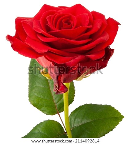 Red rose. Isolated on white background with clipping path.