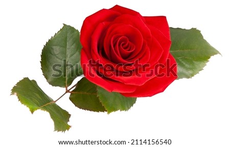 Red rose. Isolated on white background with clipping path.