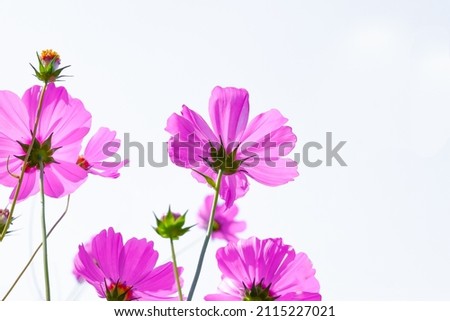 Pink cosmos flower beautiful blooming isolated on white background,copy space