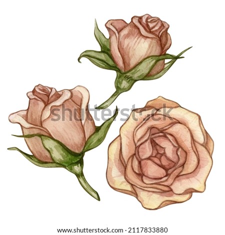 Set of watercolor illustrations with vintage pink roses isolated on a white background. Vintage hand drawn illustrations. Clip art vintage flower element for design cards, posters, stickers.