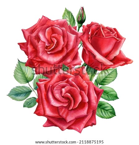 Red roses, beautiful flower on isolated white background, watercolor illustration