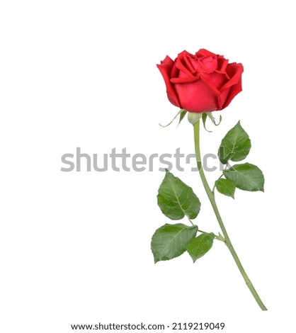 Red rose isolated on white background
