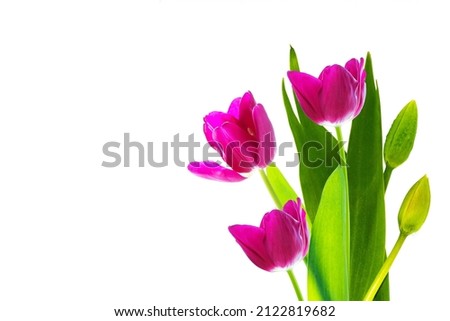 Greeting card. spring flowers tulips isolated on white background. floral collection. 
