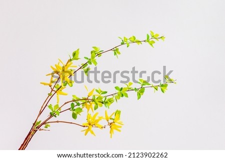 Tender yellow flowers on delicate background close-up, abstract spring minimal holiday concept